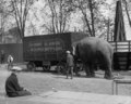 "Nellie" captive elephant from Johnny J. Jones Exposition Show on 22 April 1925