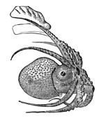 Illustration of a female A. argo without its shell