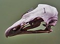 The skull of a Haast's eagle
