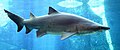 Image 39The sand tiger shark is a large coastal shark that inhabits coastal waters worldwide. Its numbers are declining, and it is now listed as a vulnerable species on the IUCN Red List. (from Coastal fish)