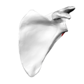 Anterior surface of left scapula. Infraglenoid tubercle shown in red.