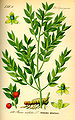 Botanical illustration of Ruscus aculeatus showing leaf-like phylloclades/cladodes[citation needed]