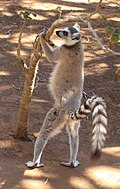 A male ring-tailed lemur