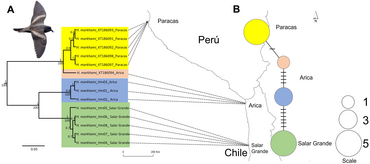 Map showing coast of Peru and Chile with color-coding indicating populations of this bird