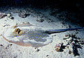 Image 48Bluespotted ribbontail ray resting on the seafloor (from Demersal fish)