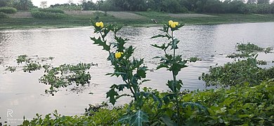 Beauty of Jalangi River (Pricky Poppy flowers)