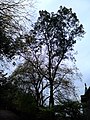 More spreading form of Cornish elm, Calton Hill Park, Edinburgh