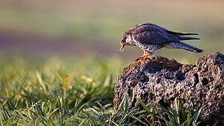 Amur falcon female with a grasshopper catch