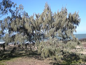 Casuarina equisetifolia subsp. incana