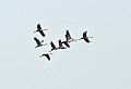 Common cranes Grus grus at Sultanpur