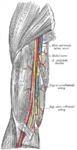 The radial artery.