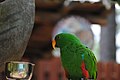 Eclectus Parrot at midday.