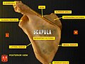 The human scapula
