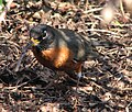 An American Robin in Victoria, BC under bushes eating a worm in late January.