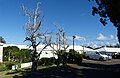 Three dead Bermuda cedars in 2019