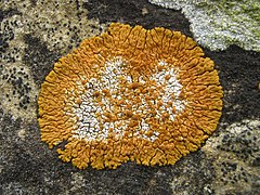a dark rock with an orange splotch which has lobed edges and a white centre sprinkled with raised orange dots
