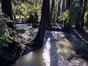 At high flow, a week after January 2017 rains, in Los Altos Redwood Grove