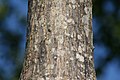 Mature bark