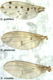 Wing vein and melanin deposition of Drosophila quinaria species group members