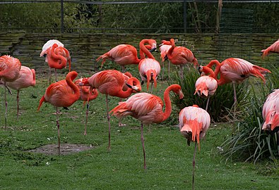 Pink flamingoes in the Menagerie