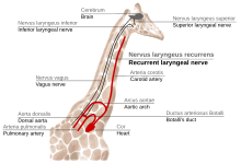 Sketch of the path of the recurrent laryngeal nerve in giraffe