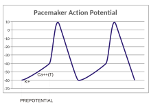 A plot of action potential (mV) vs time. The membrane potential is initially −60 mV, rise relatively slowly to the threshold potential of −40 mV, and then quickly spikes at a potential of +10 mV, after which it rapidly returns to the starting −60 mV potential. The cycle is then repeated.