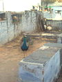 Peacock at kutina