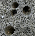 burrows, 2.5 cm (1″) or less, in calcic rock, coast Boulogne - Calais (France)