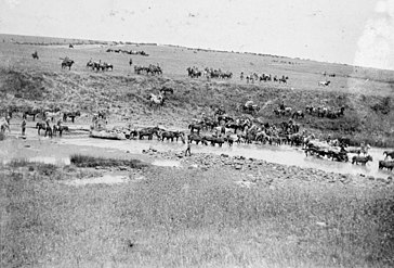 A horse train fording the river during the Second Boer War