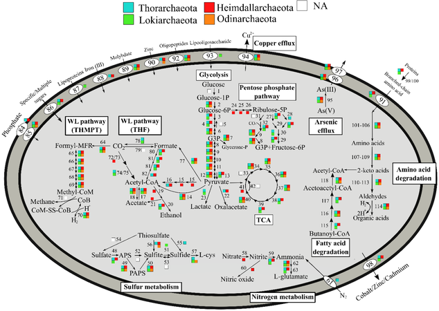 Metabolic pathways of Asgard archaea, varying by phyla[22]
