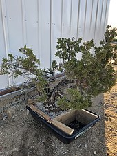 California-juniper-bonsai-collection