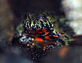 Image 35Fire-bellied toad