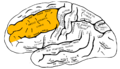 Lateral surface of left cerebral hemisphere.