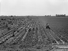 Black-and-white photograph of a field plowed into rows, with many laborers and a tractor at work.