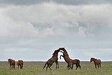 Horses were domesticated on the Pontic-Caspian steppe[50]