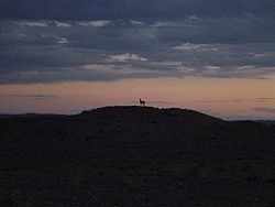 A khulan at sunset, in Nomgon