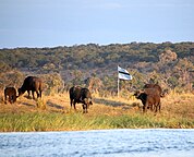 Sedudu Island Botswana (2018)