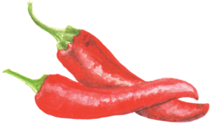 Illustration of hot peppers