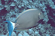 Eyestripe surgeonfish, Acanthurus dussumieri