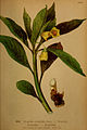 Scopolia carniolica (f. hladnikiana, though not described as such). Coloured plate, Atlas de la flora alpine (author: Henry Correvon)