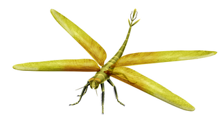 The late Carboniferous giant dragonfly-like insect Meganeura grew to wingspans over 60 cm (2 ft 0 in).