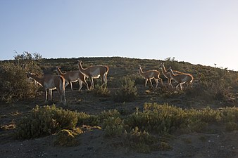 A herd of guanacos in the neighboring grasslands