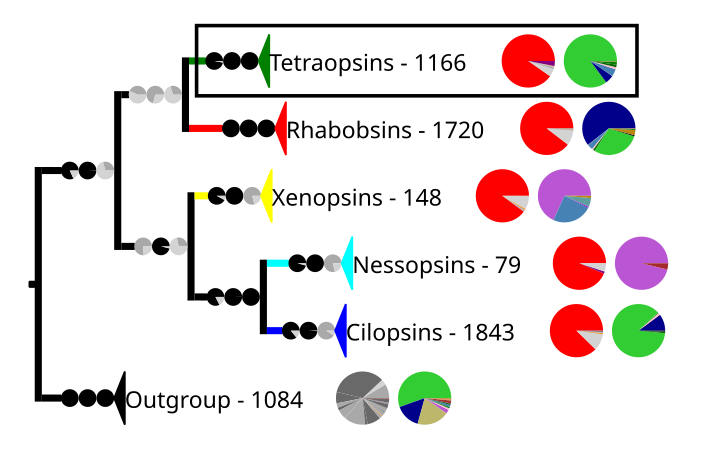 Phylogenetic reconstruction of the opsins. The outgroup contains other G protein-coupled receptors. The frame highlights the tetraopsins, which are expanded in the next image.