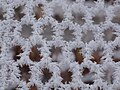 Hoar frost crystals on fence in central Oregon, USA