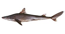 Photograph of Squalus albifrons from the side against a white background