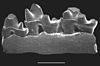 A fossil jaw fragment of Ambondro mahabo