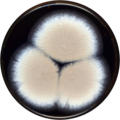 Aspergillus cervinus growing on MEAOX plate