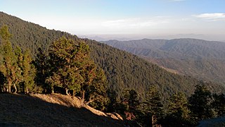 Deodar Forest saw while approaching Binsar Valley