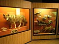 The Michigan Wildlife Gallery in the Alexander Ruthven Museums Building