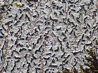 White tree bark with many thick black lines and squiggles embedded in it